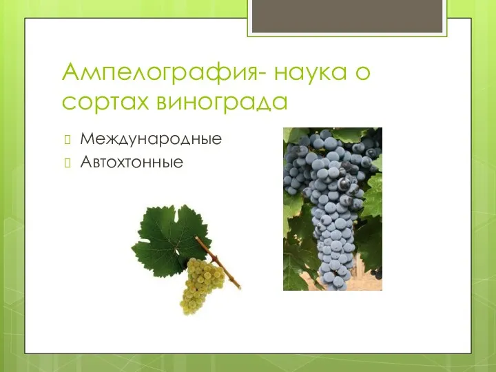 Ампелография- наука о сортах винограда Международные Автохтонные