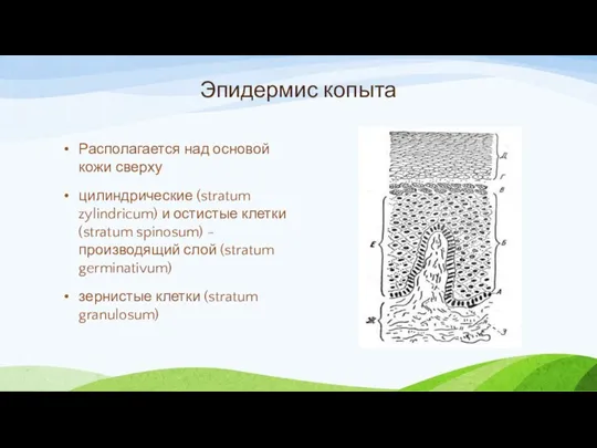 Эпидермис копыта Располагается над основой кожи сверху цилиндрические (stratum zylindricum)