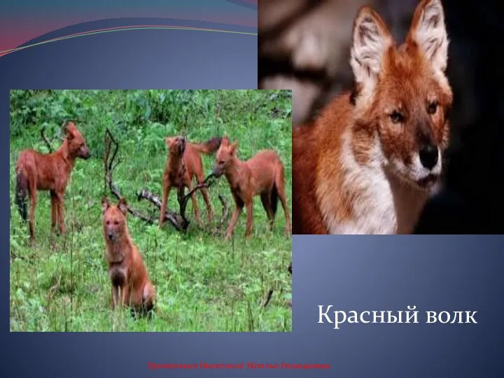 красный Красный волк Презентация Никитиной Натальи Геннадьевны
