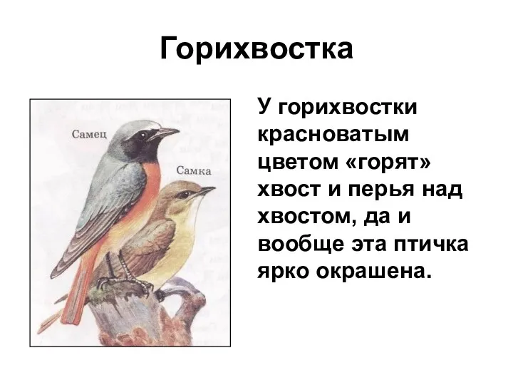 Горихвостка У горихвостки красноватым цветом «горят» хвост и перья над