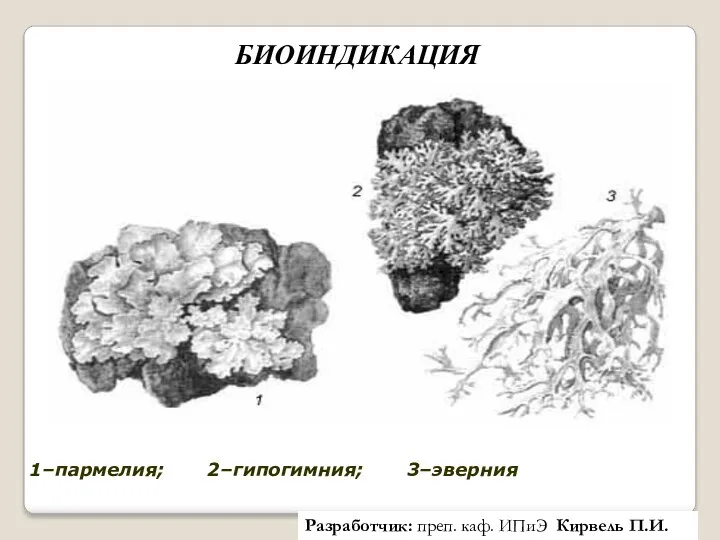 1–пармелия; 2–гипогимния; 3–эверния БИОИНДИКАЦИЯ Разработчик: преп. каф. ИПиЭ Кирвель П.И.