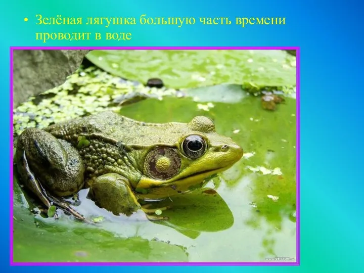 Зелёная лягушка большую часть времени проводит в воде