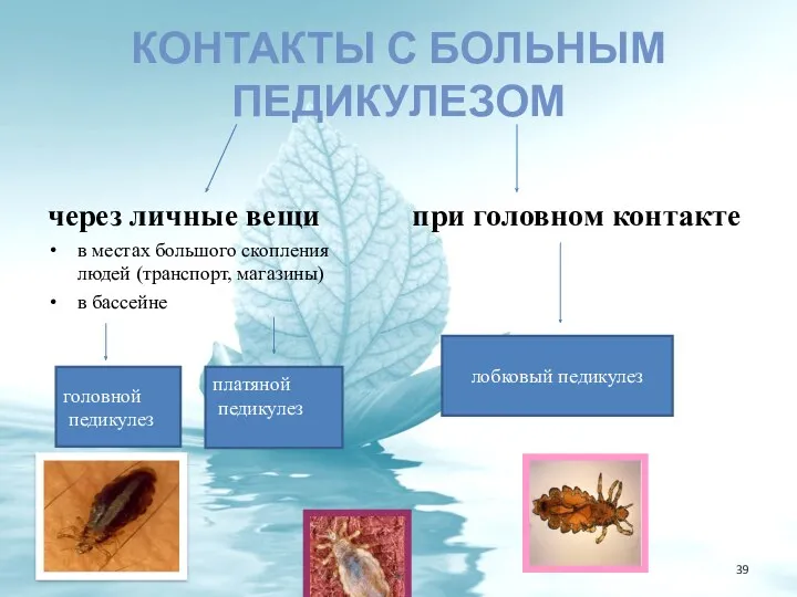 КОНТАКТЫ С БОЛЬНЫМ ПЕДИКУЛЕЗОМ через личные вещи в местах большого