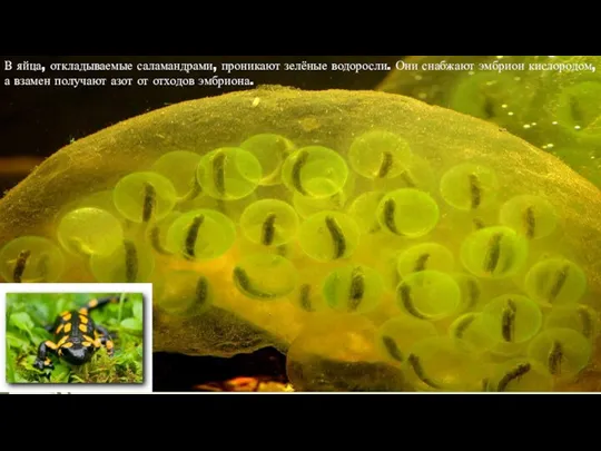 В яйца, откладываемые саламандрами, проникают зелёные водоросли. Они снабжают эмбрион