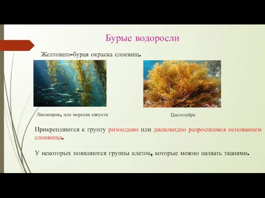 Бурые водоросли Желтовато-бурая окраска слоевищ. Ламинария, или морская капуста Цистозейра