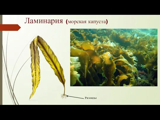 Ламинария (морская капуста) Ризоиды