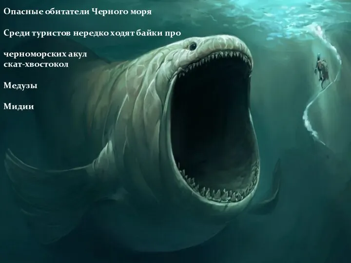 Опасные обитатели Черного моря Среди туристов нередко ходят байки про черноморских акул скат-хвостокол Медузы Мидии