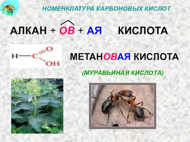 НОМЕНКЛАТУРА КАРБОНОВЫХ КИСЛОТ АЛКАН + ОВ + АЯ КИСЛОТА МЕТАНОВАЯ КИСЛОТА (МУРАВЬИНАЯ КИСЛОТА)