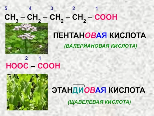 СН3 – СН2 – СН2 – СН2 – СООН ПЕНТАНОВАЯ