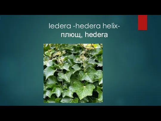 Iedera -hedera helix- плющ, hedera