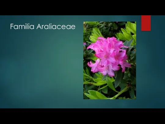 Familia Araliaceae