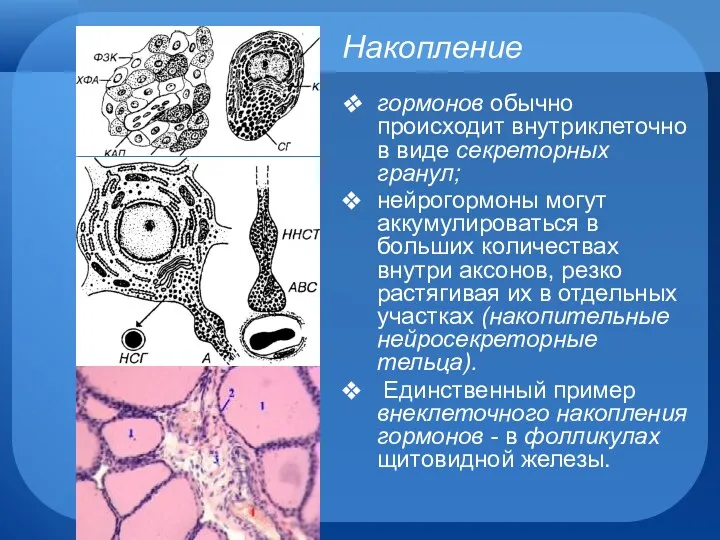 Накопление гормонов обычно происходит внутриклеточно в виде секреторных гранул; нейрогормоны