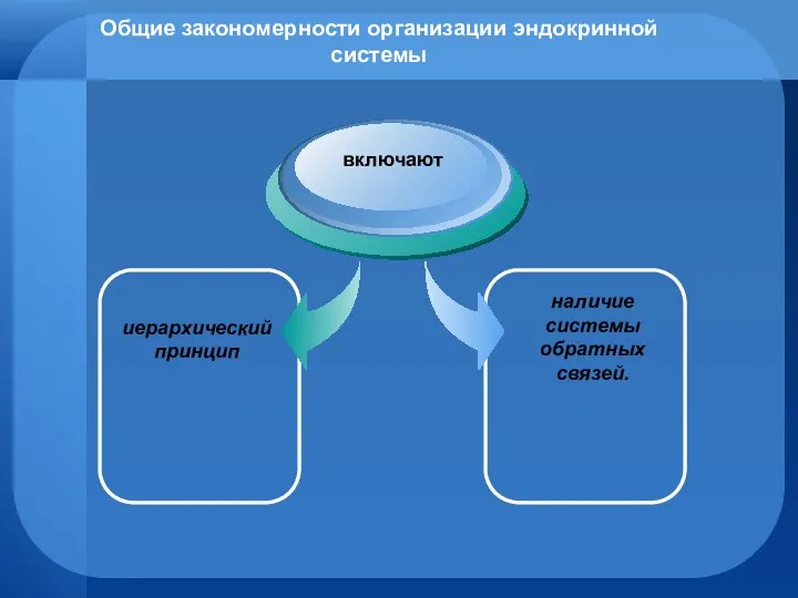 Общие закономерности организации эндокринной системы иерархический принцип включают наличие системы обратных связей.