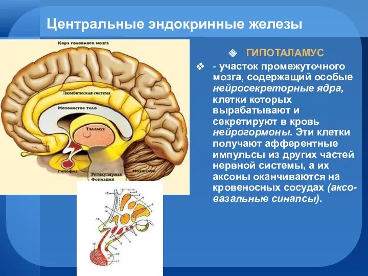 Центральные эндокринные железы ГИПОТАЛАМУС - участок промежуточного мозга, содержащий особыe