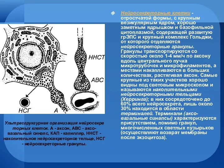 Нейросекреторные клетки - отростчатой формы, с крупным везикулярным ядром, хорошо