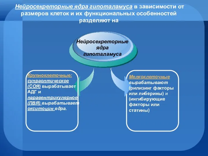 Нейросекреторные ядра гипоталамуса в зависимости от размеров клеток и их