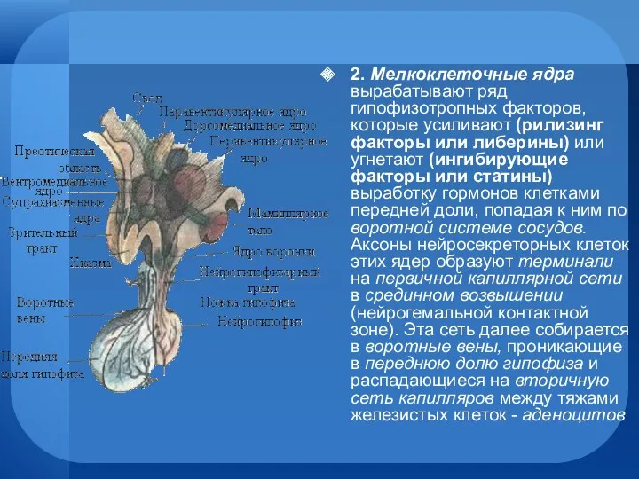 2. Мелкоклеточные ядра вырабатывают ряд гипофизотропных факторов, которые усиливают (рилизинг