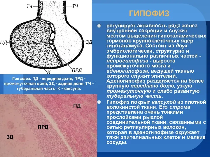 ГИПОФИЗ регулирует активность ряда желез внутренней секреции и служит местом
