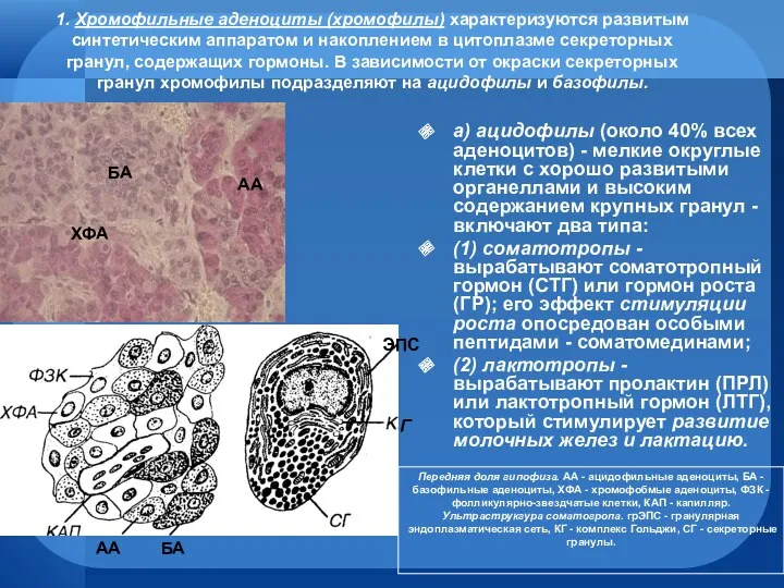 1. Хромофильные аденоциты (хромофилы) характеризуются развитым синтетическим аппаратом и накоплением