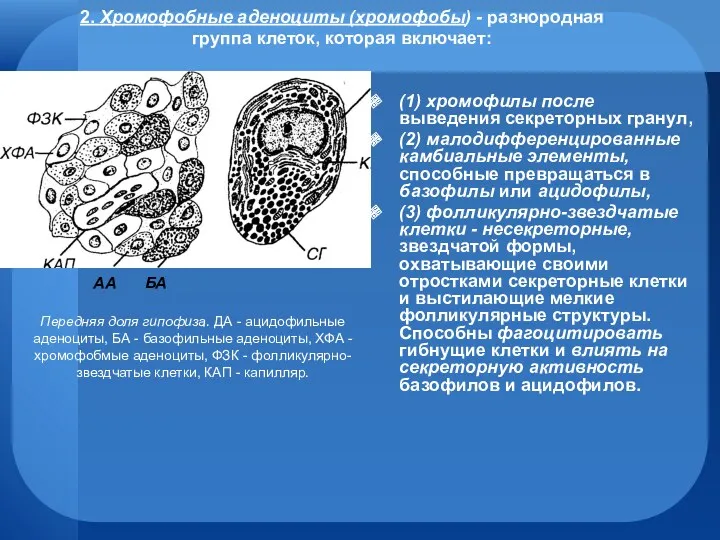 2. Хромофобные аденоциты (хромофобы) - разнородная группа клеток, которая включает: