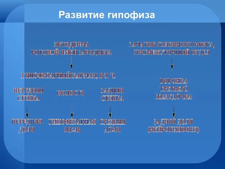 Развитие гипофиза