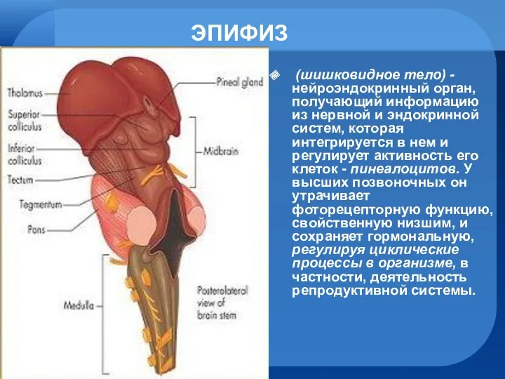 ЭПИФИЗ (шишковидное тело) - нейроэндокринный орган, получающий информацию из нервной