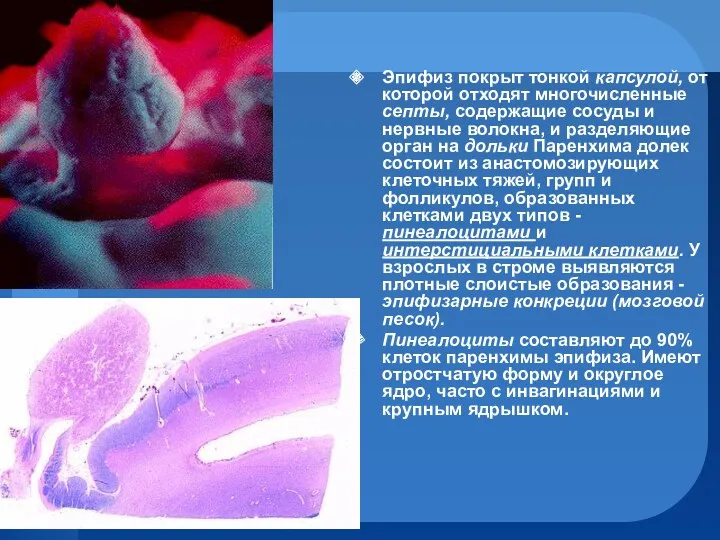 Эпифиз покрыт тонкой капсулой, от которой отходят многочисленные септы, содержащие