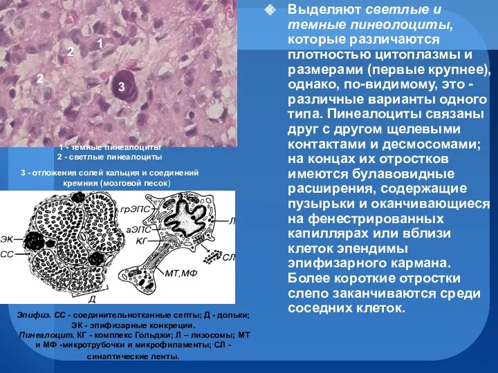 Выделяют светлые и темные пинеолоциты, которые различаются плотностью цитоплазмы и