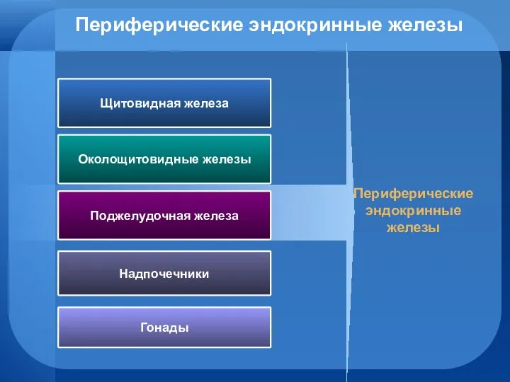 Периферические эндокринные железы Щитовидная железа Околощитовидные железы Поджелудочная железа Периферические эндокринные железы Надпочечники Гонады