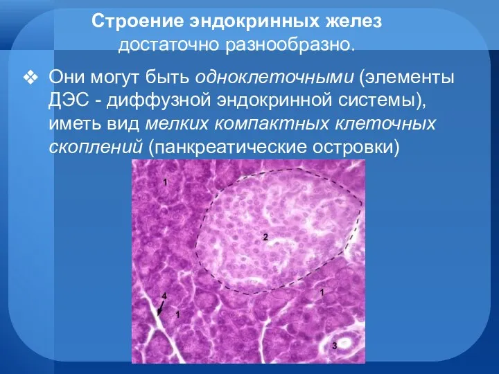 Строение эндокринных желез достаточно разнообразно. Они могут быть одноклеточными (элементы