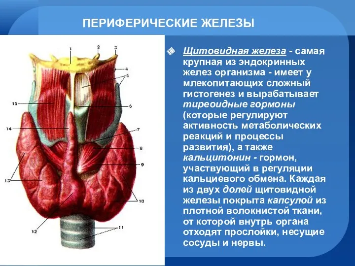 ПЕРИФЕРИЧЕСКИЕ ЖЕЛЕЗЫ Щитовидная железа - самая крупная из эндокринных желез