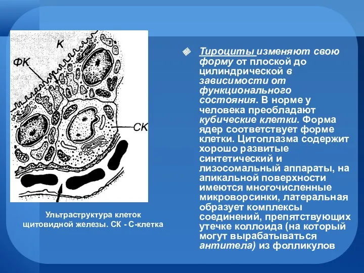 Тироциты изменяют свою форму от плоской до цилиндрической в зависимости