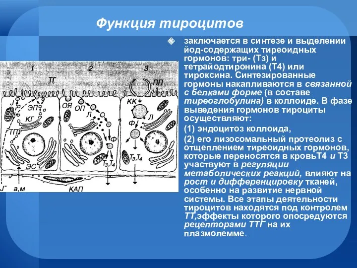 Функция тироцитов заключается в синтезе и выделении йод-содержащих тиреоидных гормонов: