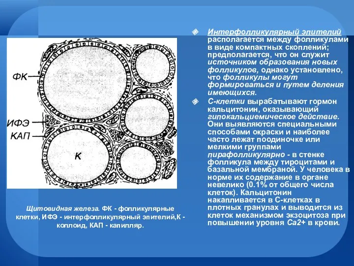 Интерфолликулярный эпителий располагается между фолликулами в виде компактных скоплений; предполагается,