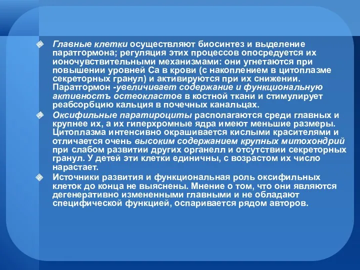 Главные клетки осуществляют биосинтез и выделение паратгормона; регуляция этих процессов