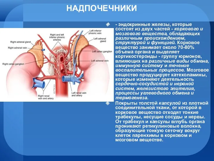 НАДПОЧЕЧНИКИ - эндокринные железы, которые состоят из двух частей -