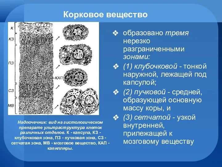 Корковое вещество образовано тремя нерезко разграниченными зонами: (1) клубочковой -