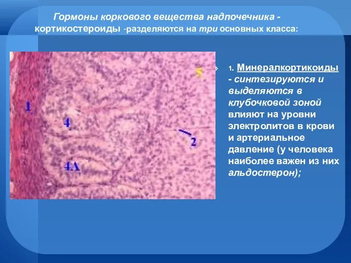 Гормоны коркового вещества надпочечника - кортикостероиды -разделяются на три основных