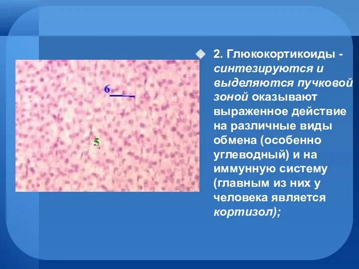 2. Глюкокортикоиды - синтезируются и выделяются пучковой зоной оказывают выраженное