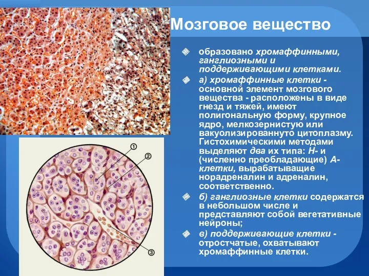 Мозговое вещество образовано хромаффинными, ганглиозными и поддерживающими клетками. а) хромаффинные