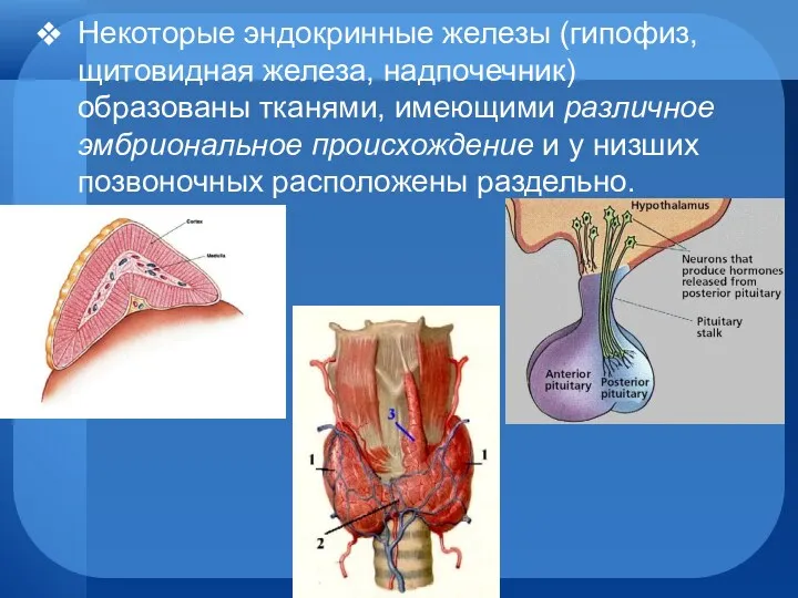 Некоторые эндокринные железы (гипофиз, щитовидная железа, надпочечник) образованы тканями, имеющими