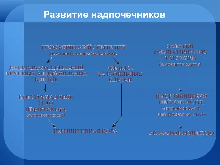 Развитие надпочечников