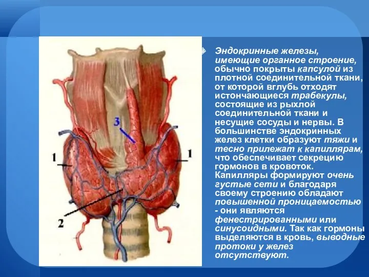 Эндокринные железы, имеющие органное строение, обычно покрыты капсулой из плотной