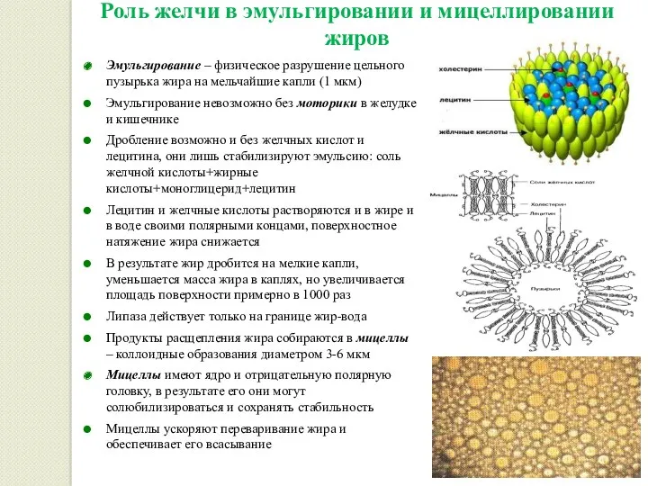 Роль желчи в эмульгировании и мицеллировании жиров Эмульгирование – физическое