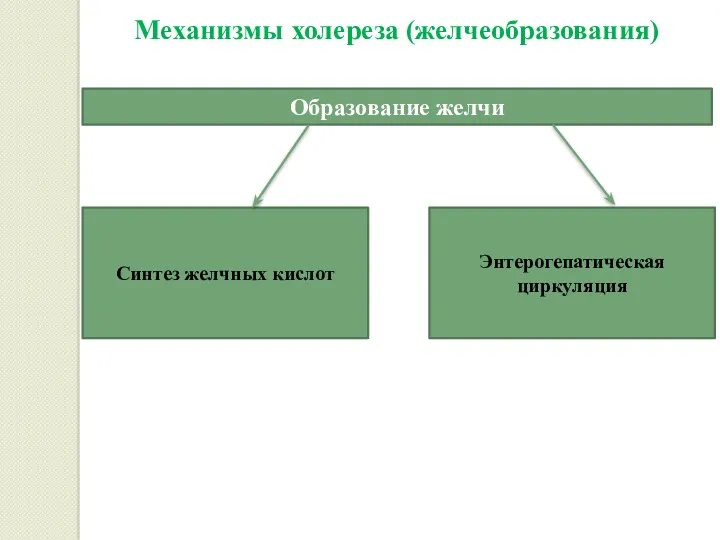 Механизмы холереза (желчеобразования) Образование желчи Синтез желчных кислот Энтерогепатическая циркуляция