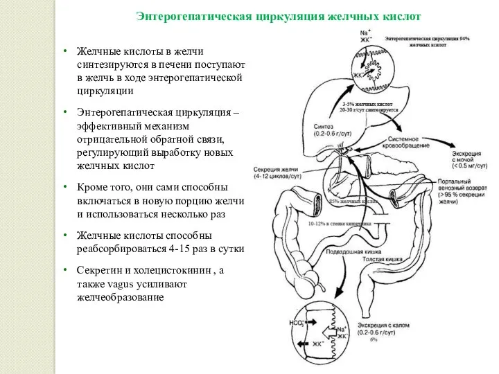 Энтерогепатическая циркуляция желчных кислот Желчные кислоты в желчи синтезируются в