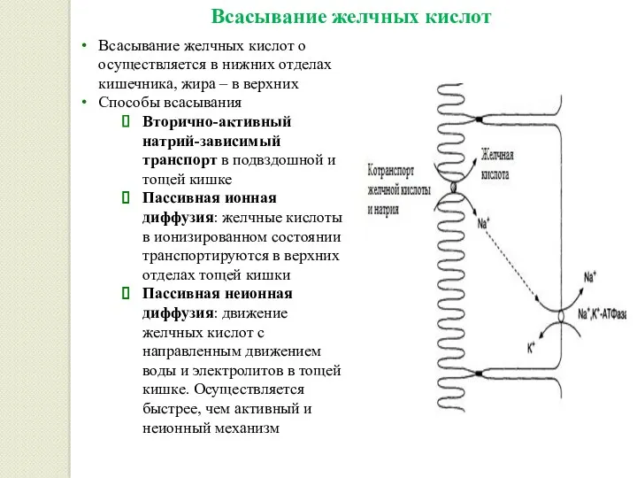 Всасывание желчных кислот Всасывание желчных кислот о осуществляется в нижних