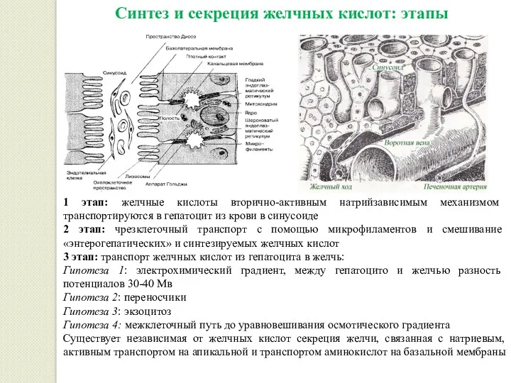 Синтез и секреция желчных кислот: этапы 1 этап: желчные кислоты