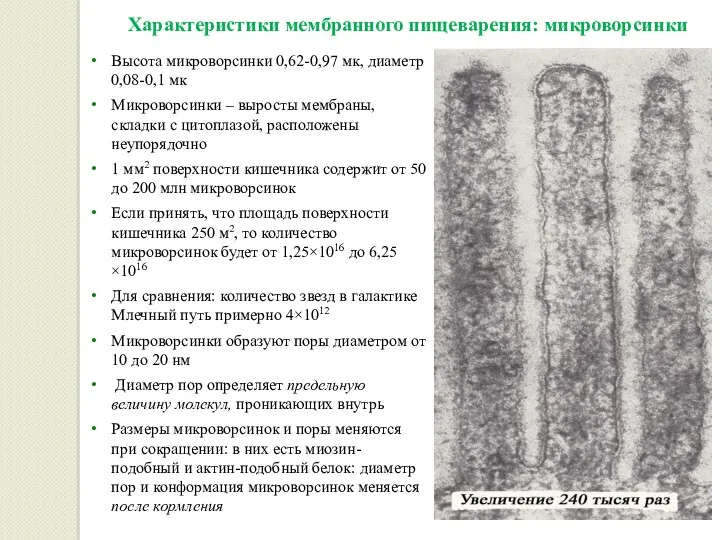 Характеристики мембранного пищеварения: микроворсинки Высота микроворсинки 0,62-0,97 мк, диаметр 0,08-0,1