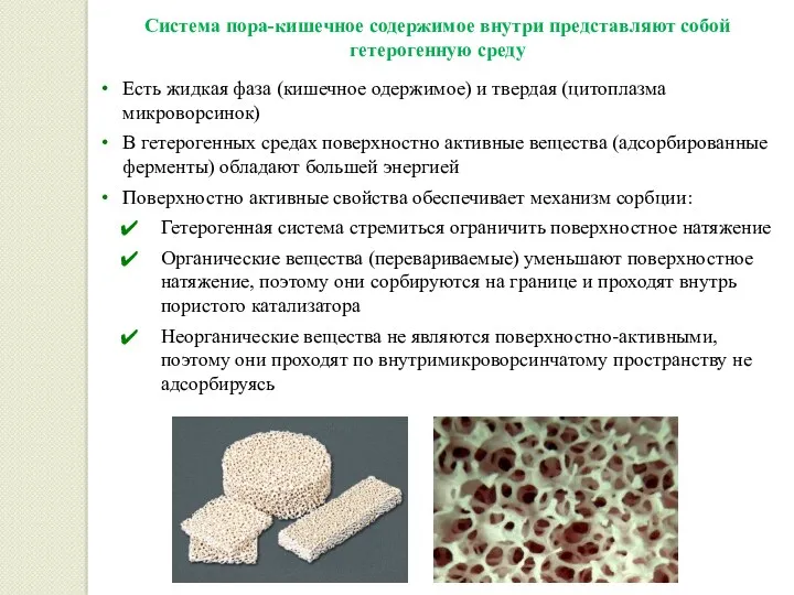 Система пора-кишечное содержимое внутри представляют собой гетерогенную среду Есть жидкая